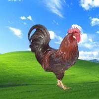 pic for XP chicken